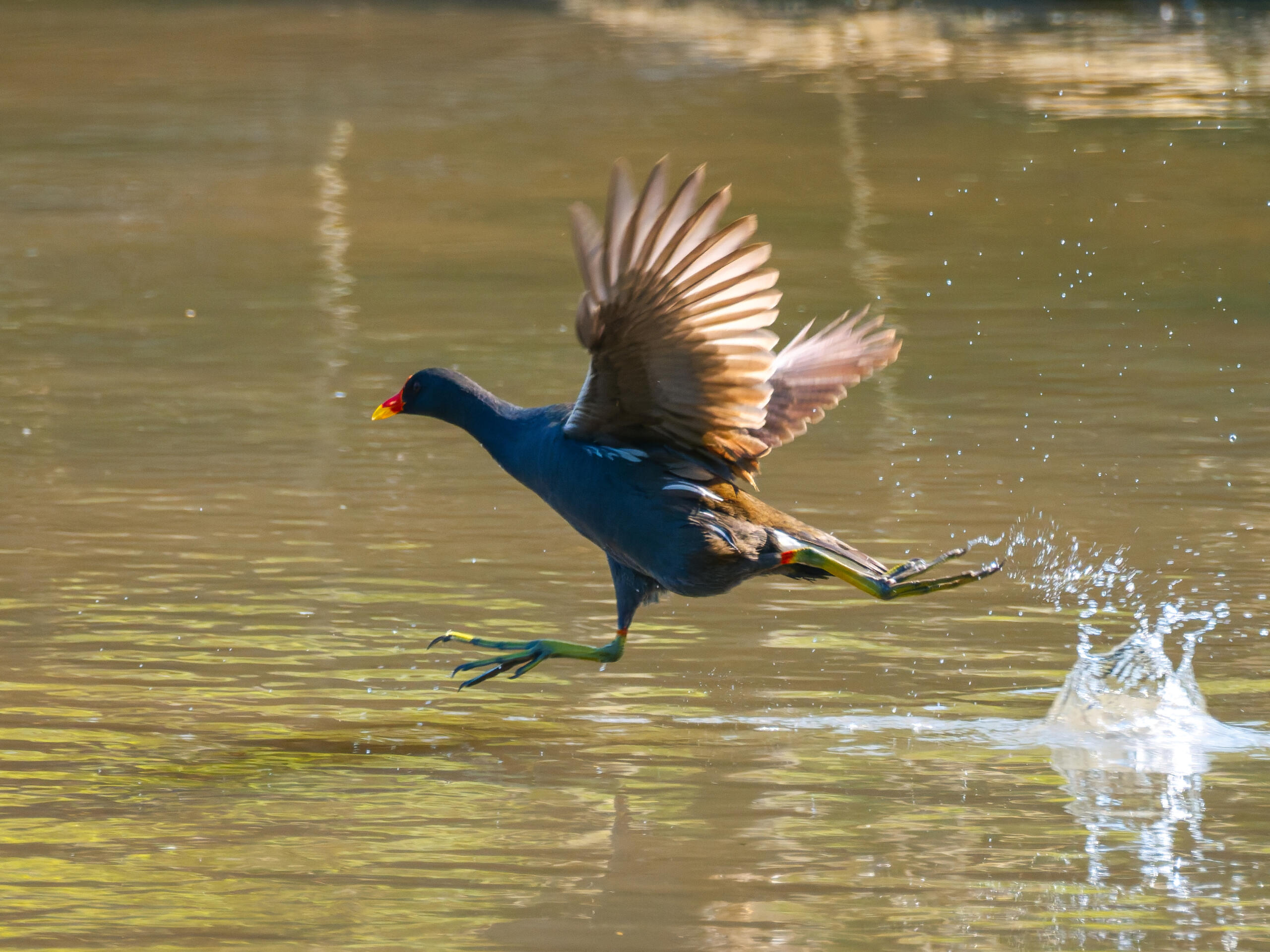 Gallinella d'acqua, Italia, 2026