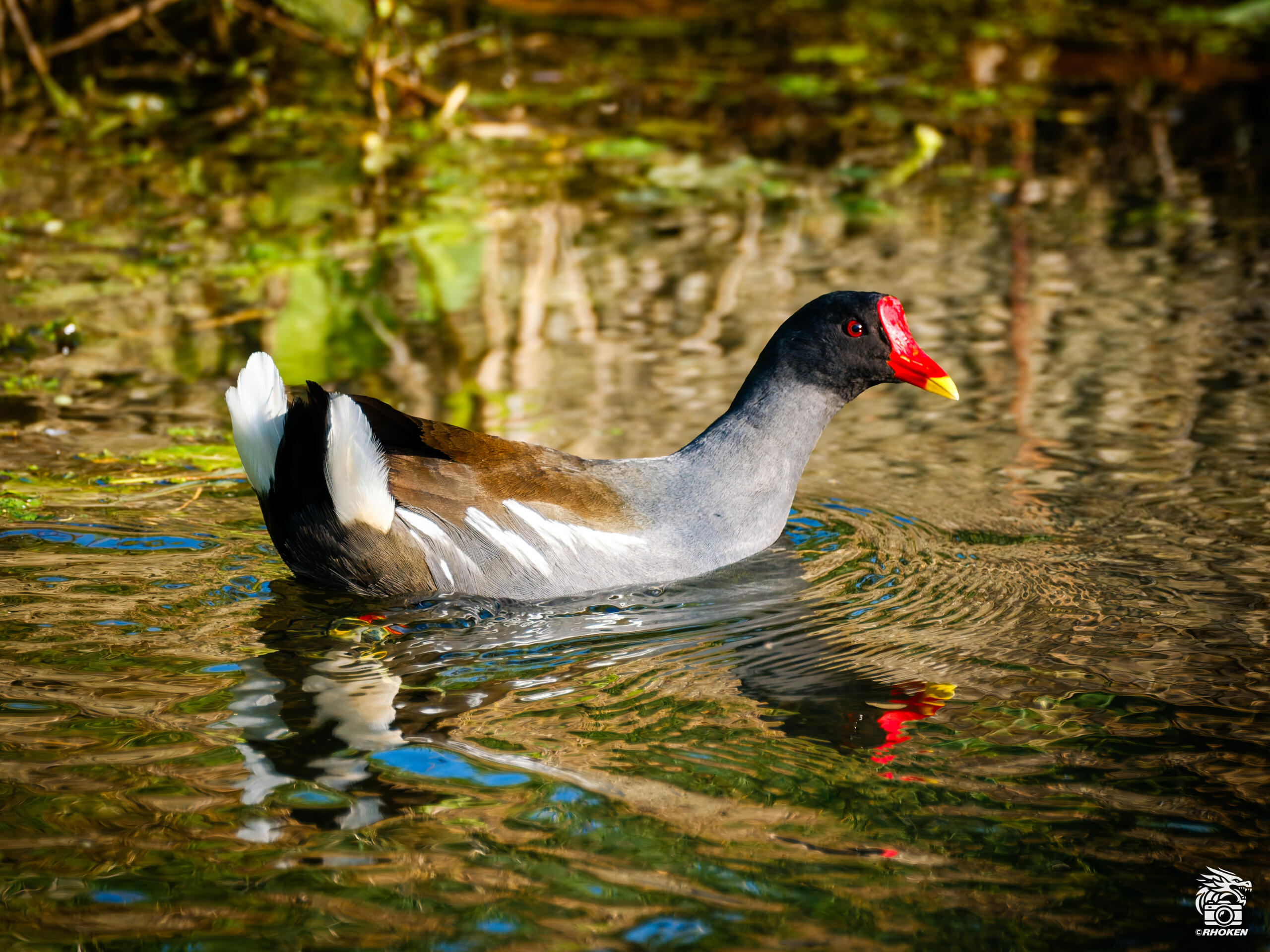 Gallinella d'acqua, Italia, 2026